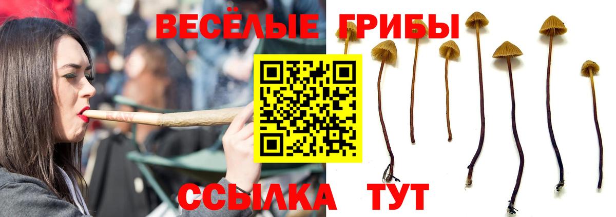 Галлюциногенные грибы Psilocybe Невинномысск